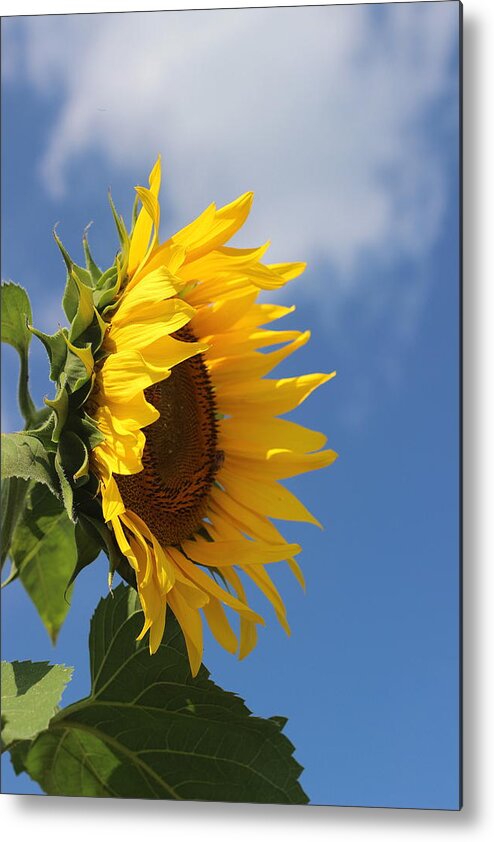 Sunflower Metal Print featuring the photograph Sunflower Profile 2 by Cathy Lindsey