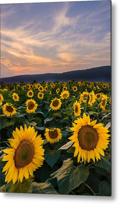 Sunflower Metal Print featuring the photograph Sunflower Sunset by Mark Rogers