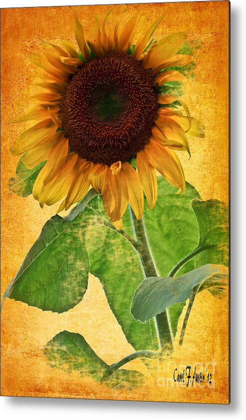 Sunflower Metal Print featuring the photograph Sunny Sunflower Wall Art by Carol F Austin