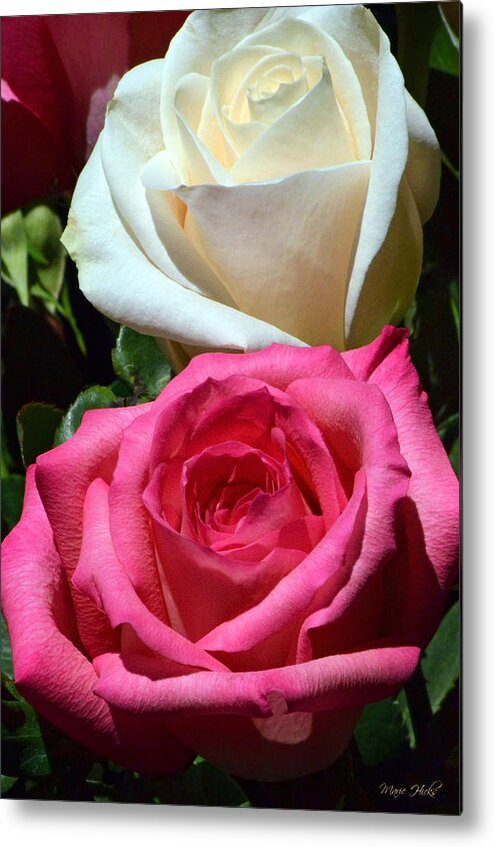 Roses Metal Print featuring the photograph Sunlit Roses by Marie Hicks