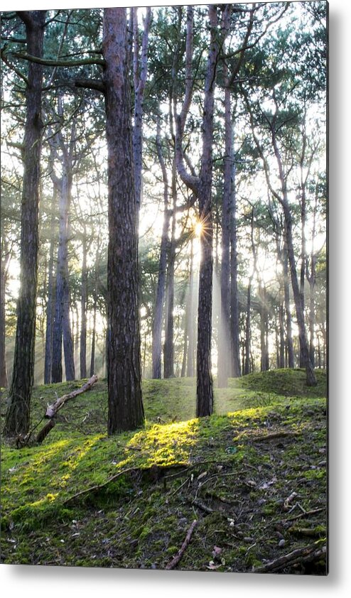 Trees Metal Print featuring the photograph Sunlit Trees by Spikey Mouse Photography