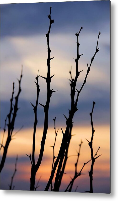 Sunset Metal Print featuring the photograph Sunset by Elizabeth Budd