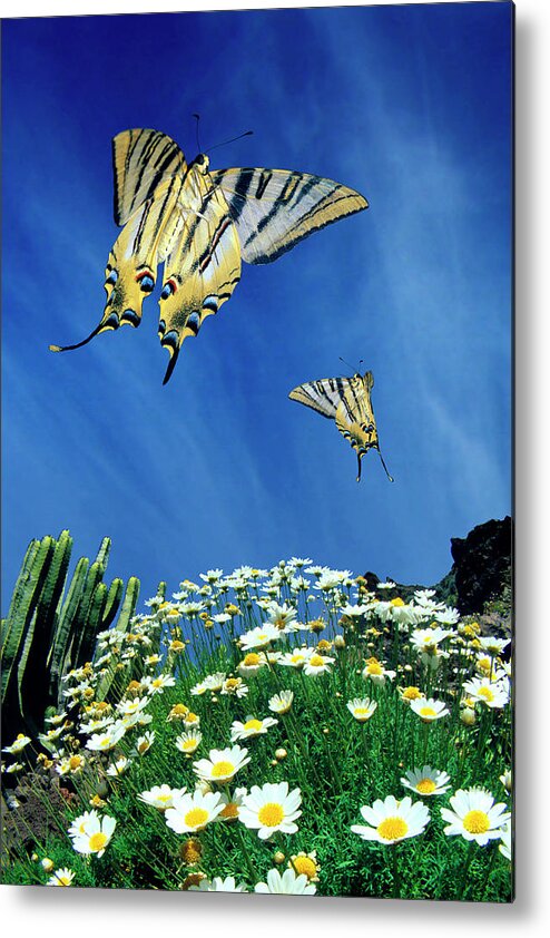 Swallowtail Metal Print featuring the photograph Swallowtail Butterflies In Flight by Dr. John Brackenbury/science Photo Library