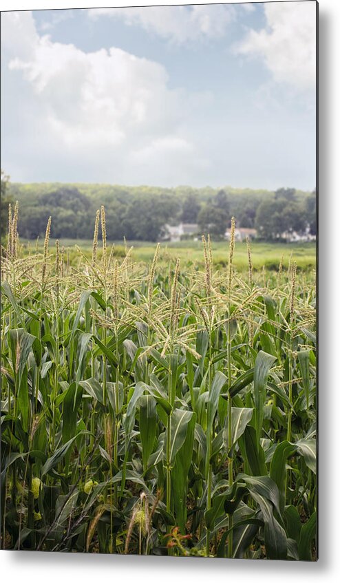 Maize Metal Print featuring the photograph Sweet corn grows on a Connecticut farm by Marianne Campolongo