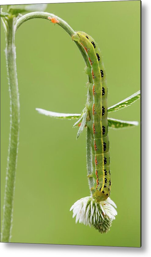 Arthropod Metal Print featuring the photograph Sword-grass Caterpillar by Heath Mcdonald