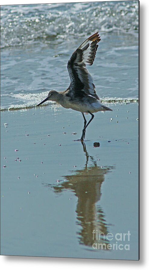 Birds Metal Print featuring the photograph Take Off by Randy Harris