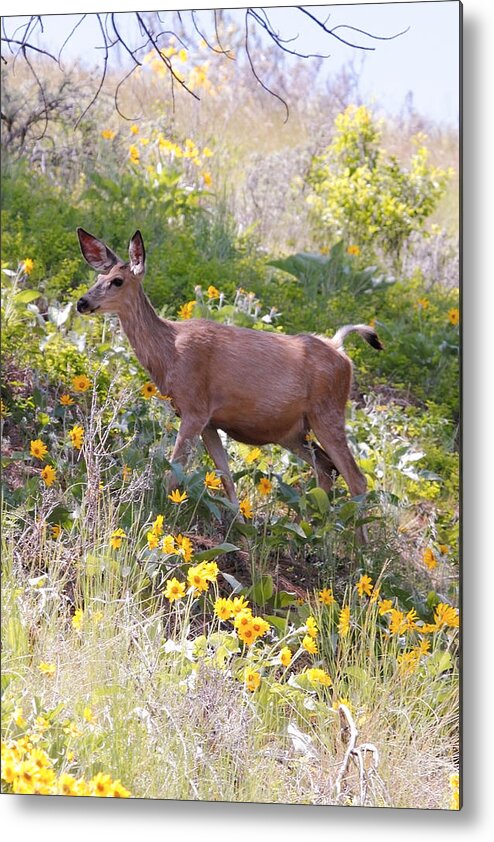 Deer Metal Print featuring the photograph Taking a Stroll in the Country by Athena Mckinzie