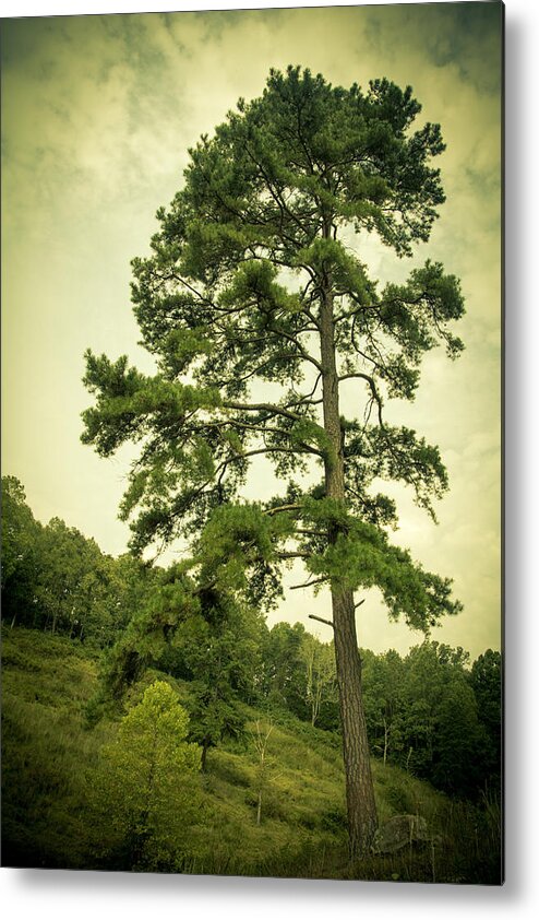 Tree Metal Print featuring the photograph Tall Tree by Shane Holsclaw