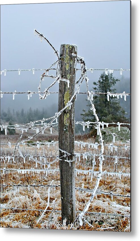 Fence Metal Print featuring the photograph Tangled by Kelly Nowak