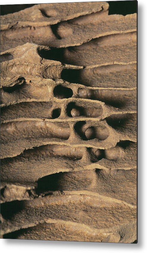 Zoology Metal Print featuring the photograph Termite Nest by Pascal Goetgheluck/science Photo Library