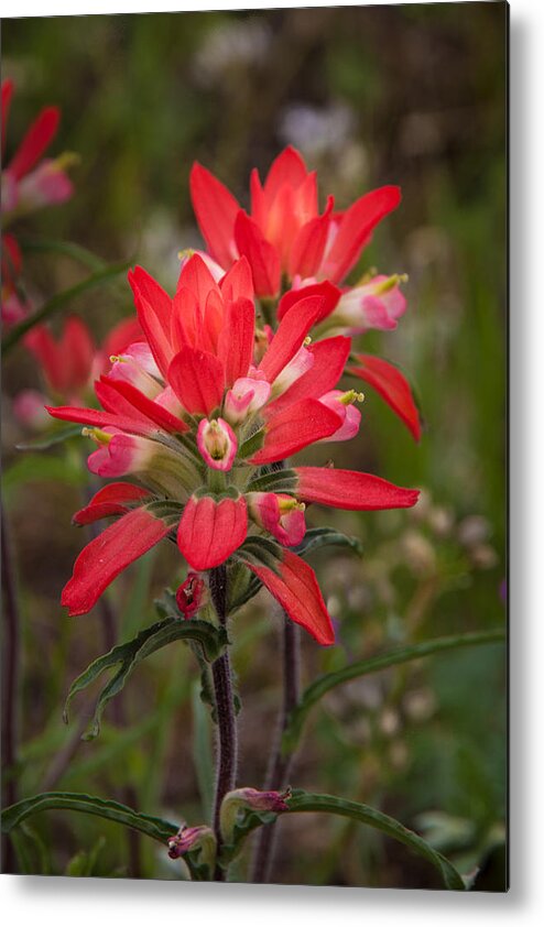 Wildflower Metal Print featuring the photograph Texas Wildflower by James Woody