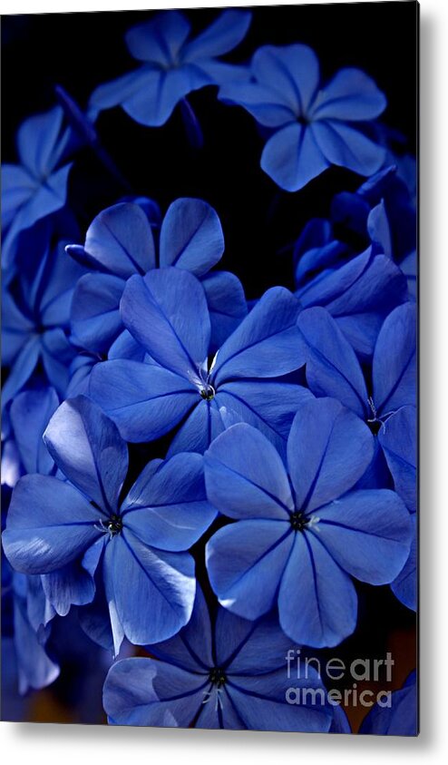 Plumbago Metal Print featuring the photograph The Blues by Clare Bevan