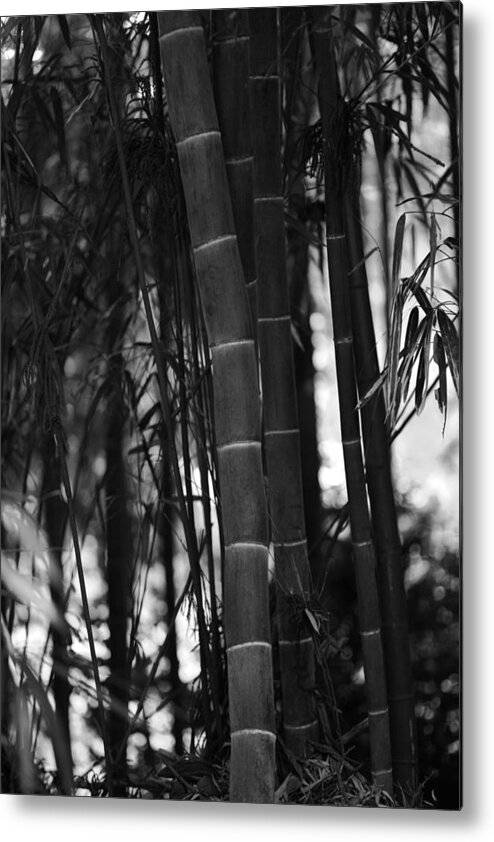 Bamboo Metal Print featuring the photograph The Emperor's Garden by Brad Brizek