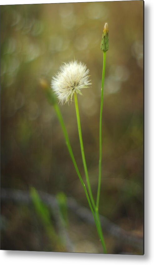 Dandelion Metal Print featuring the photograph The Last Dandelion by Suzanne Powers
