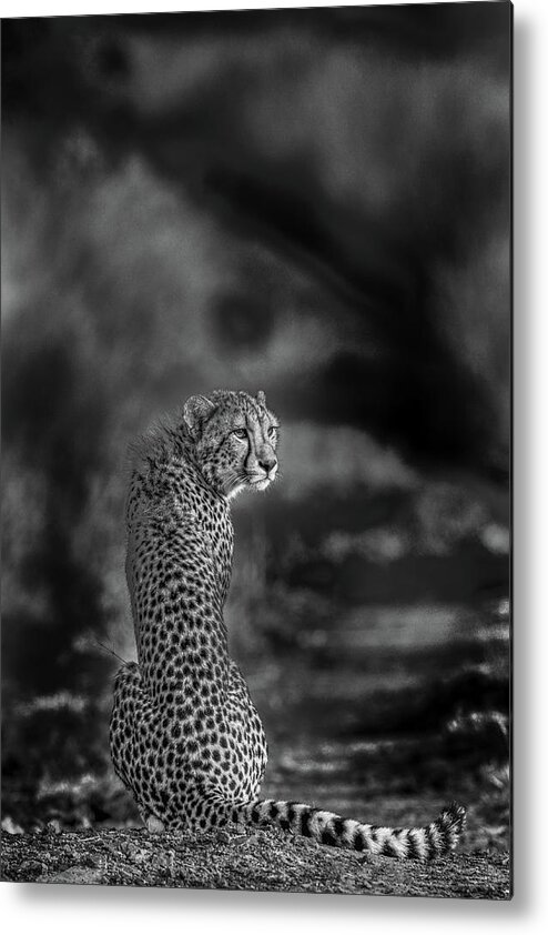 Cheetah Metal Print featuring the photograph The Look Back by Jaco Marx