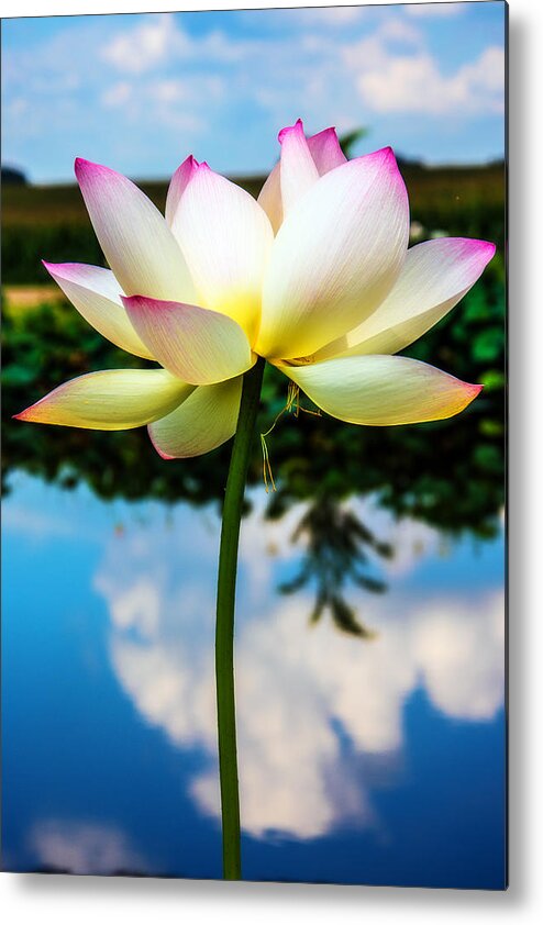 Lotus Metal Print featuring the photograph The Lotus Blossom by Jon Woodhams