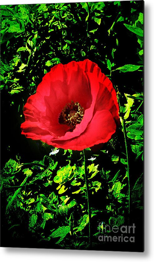 Poppy Metal Print featuring the photograph The Poppy by Terri Waters