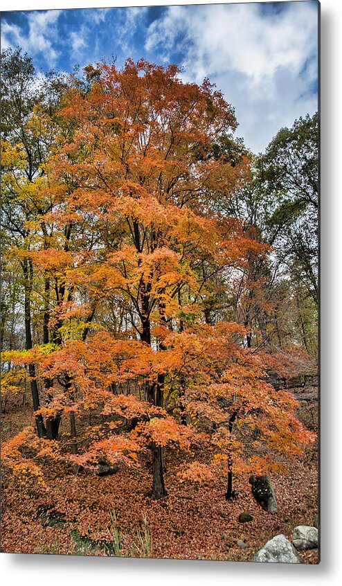 Tree Metal Print featuring the photograph The Stand Out by Cathy Kovarik