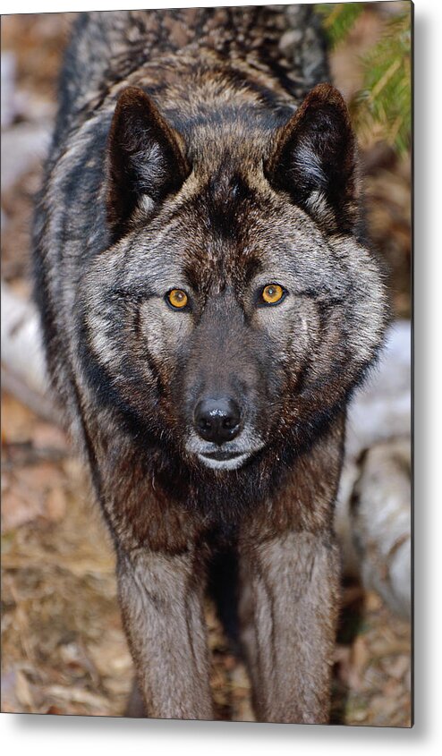 Wolf Metal Print featuring the photograph The Stare by Gary Slawsky