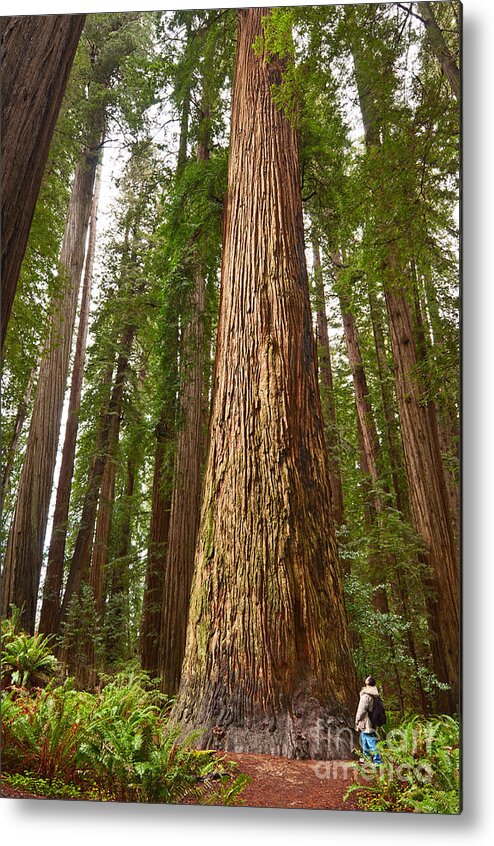Redwoods Metal Print featuring the photograph The Survivor - Massive redwoods Sequoia sempervirens in Redwoods National Park named Stout Tree. by Jamie Pham
