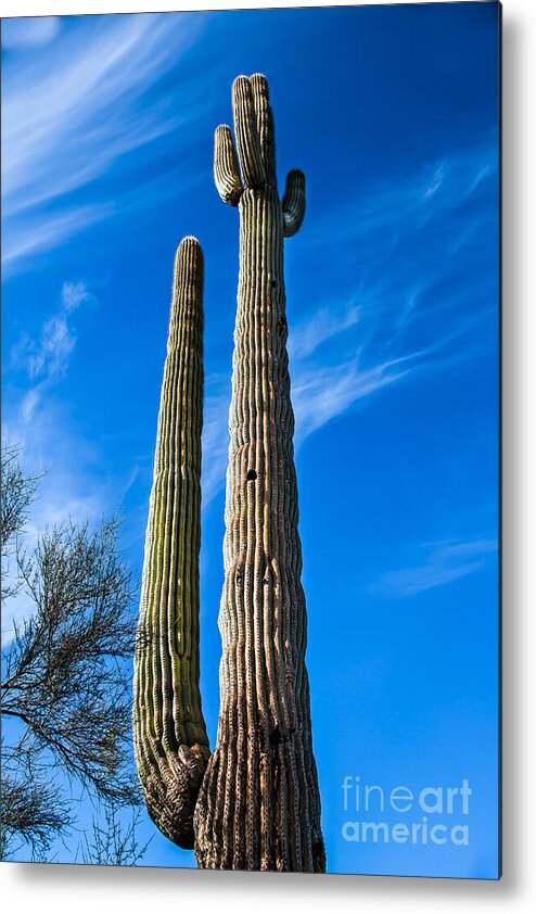 Cactus Metal Print featuring the photograph The Tall Saguaro Cactus by Robert Bales