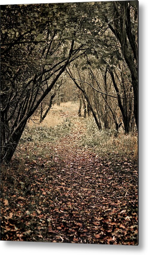 Footpath Metal Print featuring the photograph The Walk by Meirion Matthias