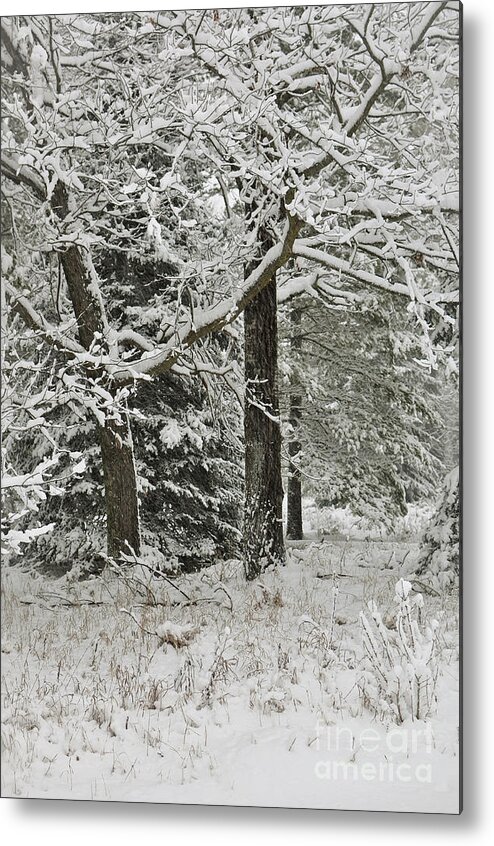 Snow Metal Print featuring the photograph The Weight of Winter by Gwen Gibson