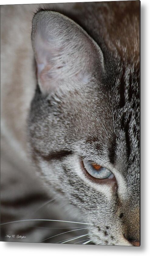 Cat Metal Print featuring the photograph The Wild Within by Amy Gallagher