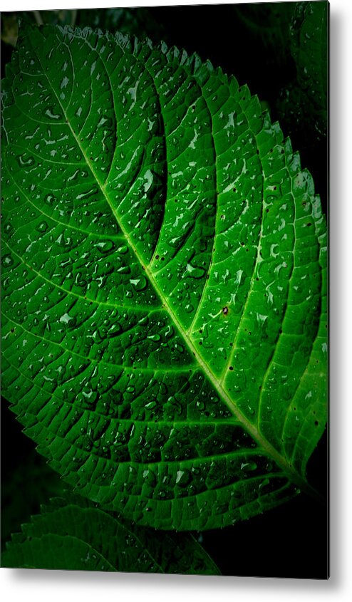 Leaf Metal Print featuring the photograph Thirsty by David Weeks