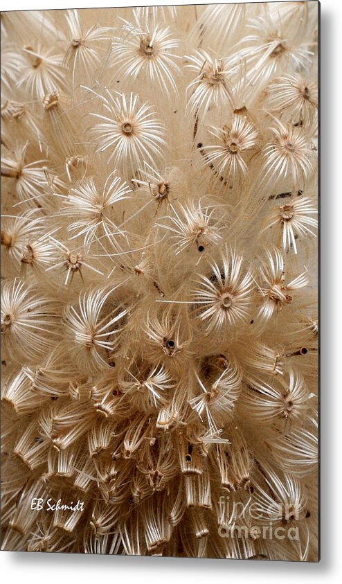 Thistle Seed Head Metal Print featuring the photograph Thistle Seed Head by E B Schmidt