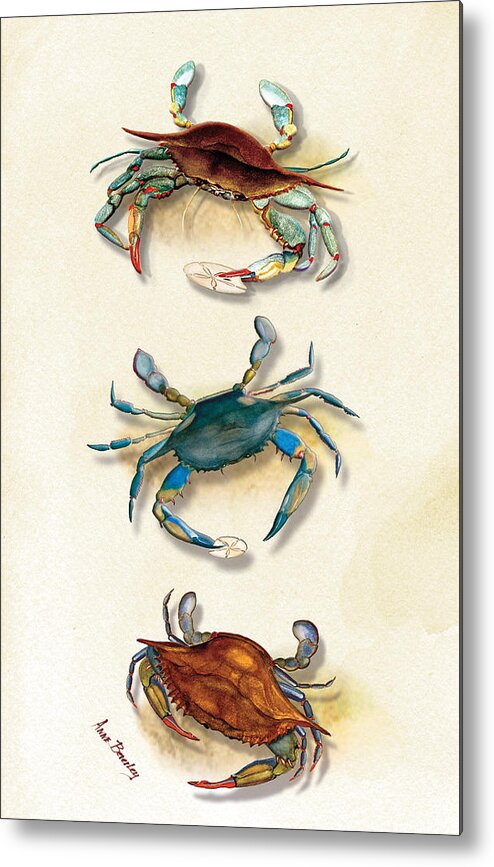 Blue Crabs Metal Print featuring the painting Three Blue Crabs by Anne Beverley-Stamps
