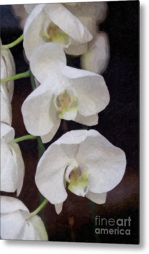 White Orchids Metal Print featuring the photograph Three White Orchids by Linda Matlow