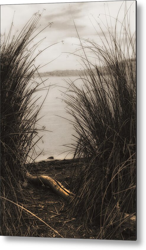 Sepia Metal Print featuring the photograph Through the Rushes by Kandy Hurley