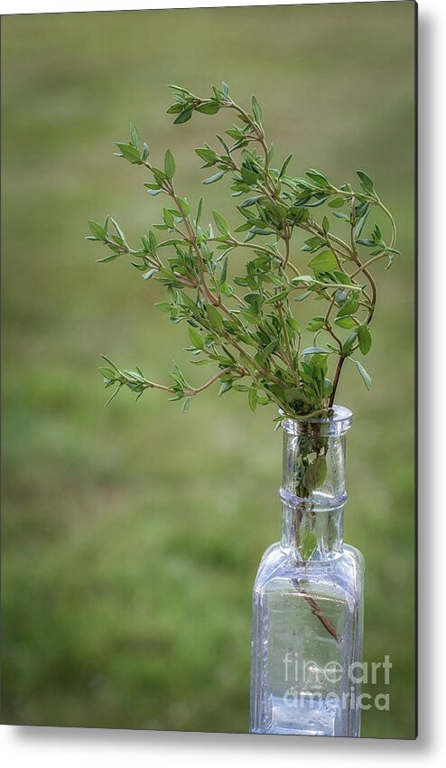 Thyme Metal Print featuring the photograph Thyme in a Bottle by Scott Thorp