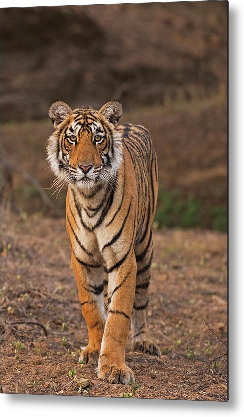 Ranthambore National Park Metal Print featuring the photograph Tiger Portrait by Aditya Singh