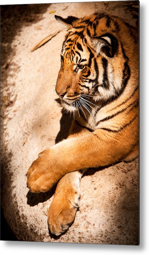 Animal Metal Print featuring the photograph Tiger Resting by John Wadleigh