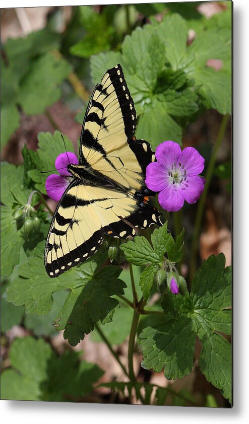 Tiger Swallowtail Butterfly On Geranium Metal Print featuring the photograph Tiger Swallowtail Butterfly On Geranium by Daniel Reed