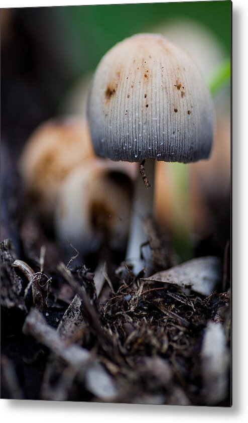 Toad Metal Print featuring the photograph Toad Grove 1 by Carole Hinding