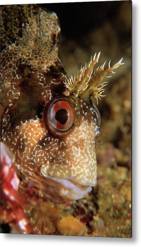 00283228 Metal Print featuring the photograph Tompot Blenny Portrait by Hans Leijnse