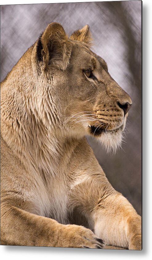 Lion Metal Print featuring the photograph Top of the Food Chain by Theo OConnor