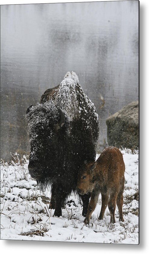 Snow Metal Print featuring the photograph Toughing It Out by Gary Hall