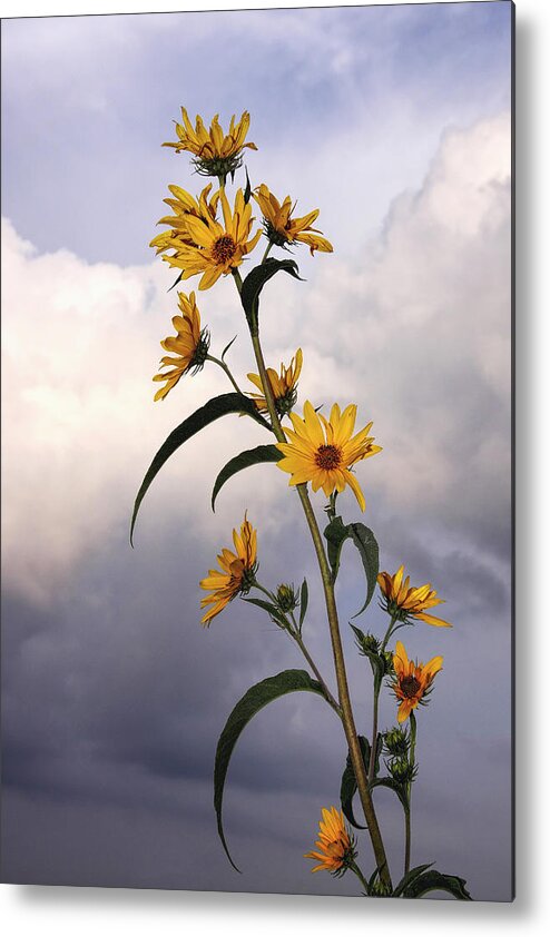 Kansas Metal Print featuring the photograph Towering Sunflowers by Rob Graham