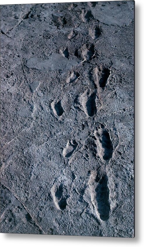 Laetoli Footprint Metal Print featuring the photograph Trail Of Laetoli Footprints. by John Reader/science Photo Library
