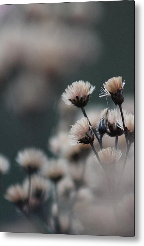 Flower Metal Print featuring the photograph Tranquil by Bruce Patrick Smith