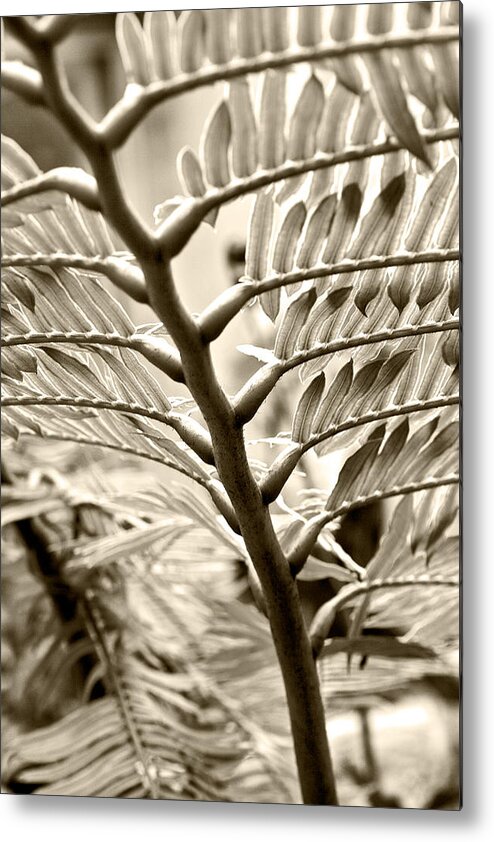 Botanical Metal Print featuring the photograph Translucidity by Melinda Ledsome