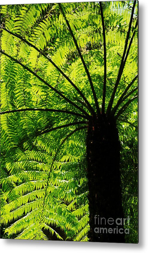 Australia Metal Print featuring the photograph Tree Fern by Colin Woods