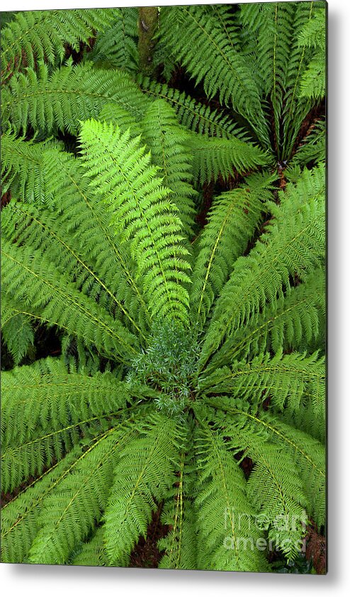 00463448 Metal Print featuring the photograph Tree Fern in Otway Natl Park by Yva Momatiuk and John Eastcott