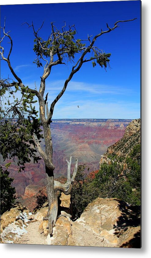 Grand Canyon Metal Print featuring the photograph Tree Grand Canyon by Michael Hope