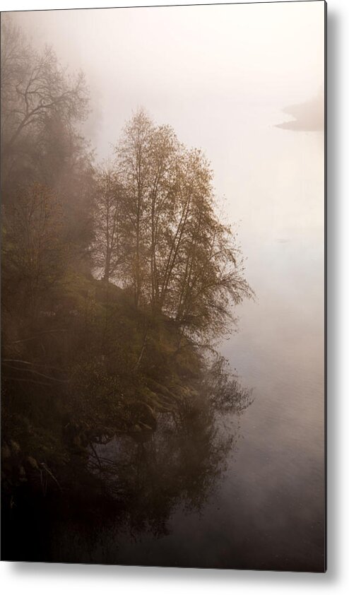 Tree Metal Print featuring the photograph Tree in the Fog by Janet Kopper