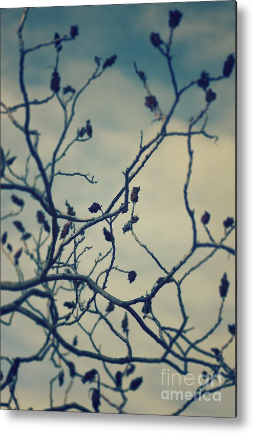 Tree Metal Print featuring the photograph Tree by Jelena Jovanovic